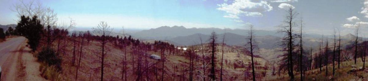 Four Miles Fire in Boulder, CO. Picture taken in 2012, two years after the fire (Photograph by Patricia Alexander)