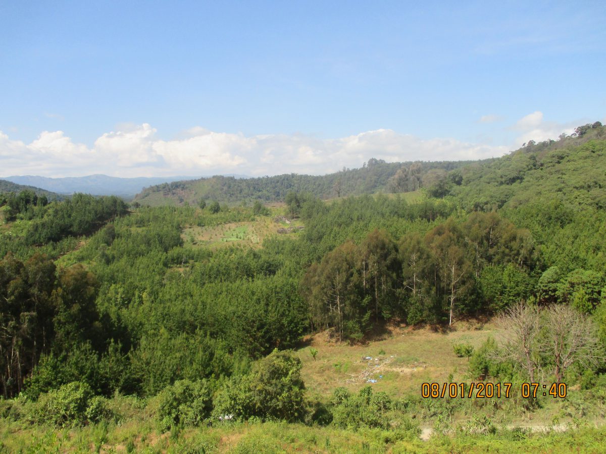 Woodlots located at forest edges. Mbeya, Tanzania