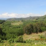 Woodlots located at forest edges. Mbeya, Tanzania