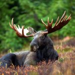 Moose abundance in the former Soviet Union can be predicted from the DHI Photo source: pexels.com
