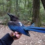 Steller’s Jay that has been fitted with a radio-transmitter to track its movements and has been banded with a unique color combination, so it can be identified in the future without having to be re-captured.