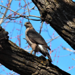 A Cooper’s hawk (Accipiter cooperi) in an urban nature conservancy. Prey abundance seems to be the driving factor in their colonization and persistence in urban areas. Photo: Ashley Olah 2014.