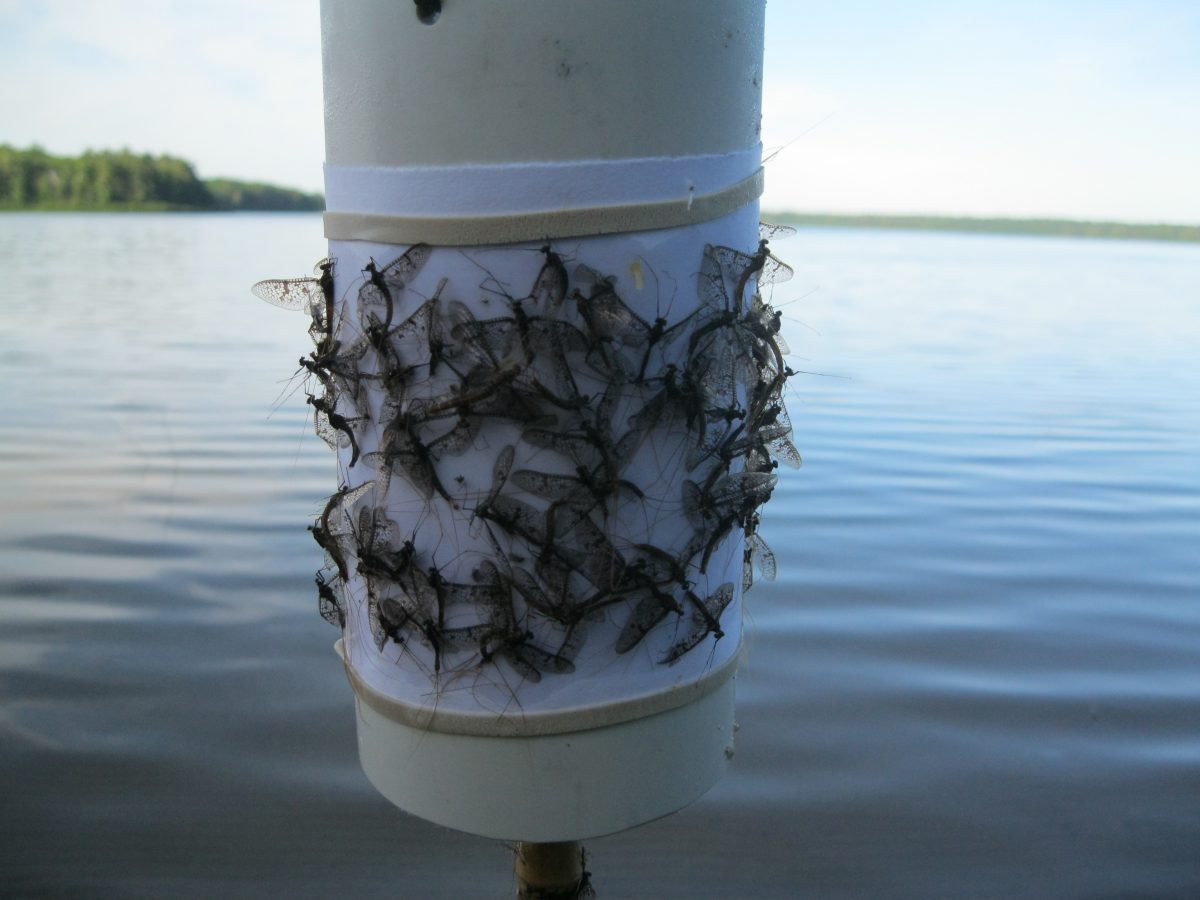 Mayfly emergence resulted in an increase in flying insect abundance in late June and early July.