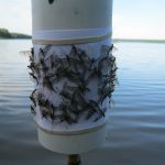 Mayfly emergence resulted in an increase in flying insect abundance in late June and early July.